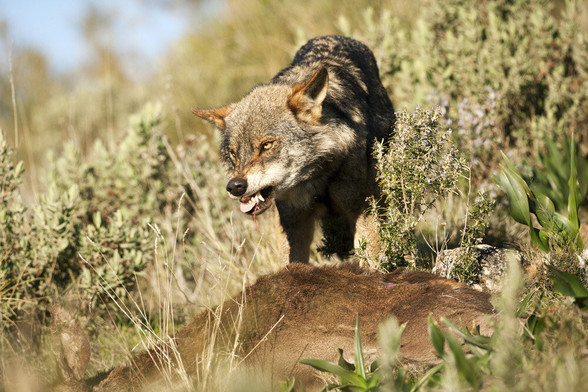 A picture of a wolf.
