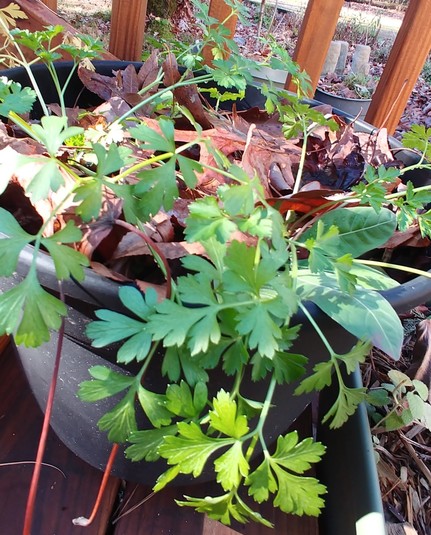Parsley with leaf mulch
