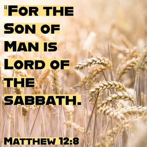 An image featuring a field of wheat with text overlay: "For the Son of Man is Lord of the Sabbath." Matthew 12:8. The background is soft and blurred, focusing on the wheat.