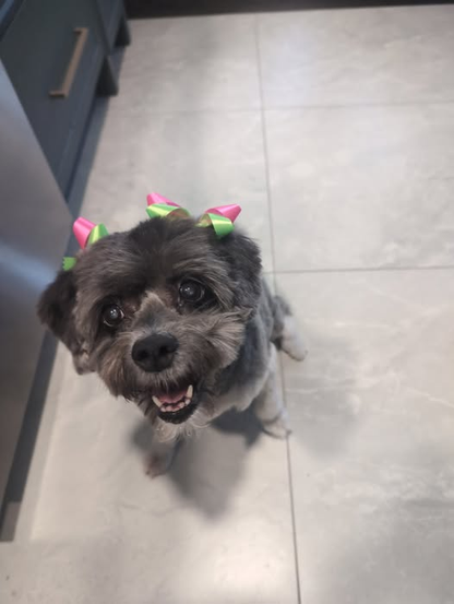 a dog wearing bows